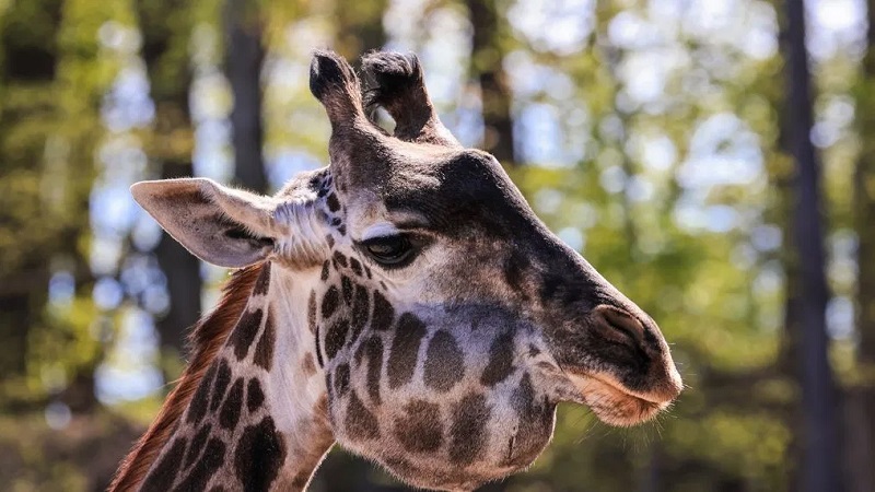 Giraffe at Seneca Park Zoo euthanized after fighting jaw cancer
