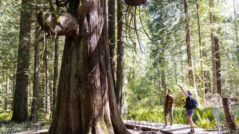 Chemung County requests submissions to the Big Tree Registry Chemung County requests submissions to the Big Tree Registry