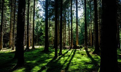 The state of New York provides additional funding for community forestry initiatives