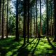 The state of New York provides additional funding for community forestry initiatives