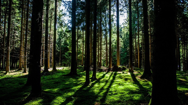 The state of New York provides additional funding for community forestry initiatives