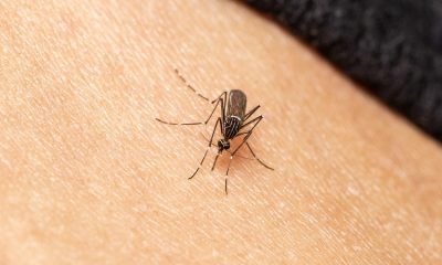Person tests positive for West Nile Virus in Wayne County