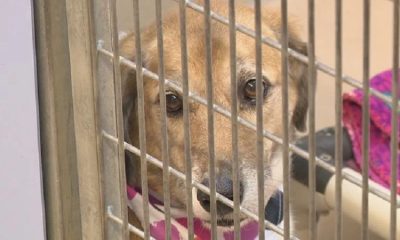 Lollypop Farm is in need of community assistance to restock the pet pantry
