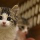 Large inflow of kittens overwhelms Lollypop Farm