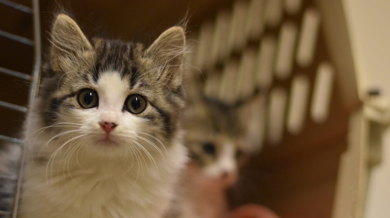 Large inflow of kittens overwhelms Lollypop Farm