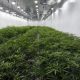 The owner of a cannabis shop in Canandaigua gets hit with a .5 million judgment by the NY attorney general