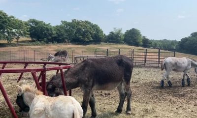 Authorities have taken four horses and a donkey from a property in Orleans County