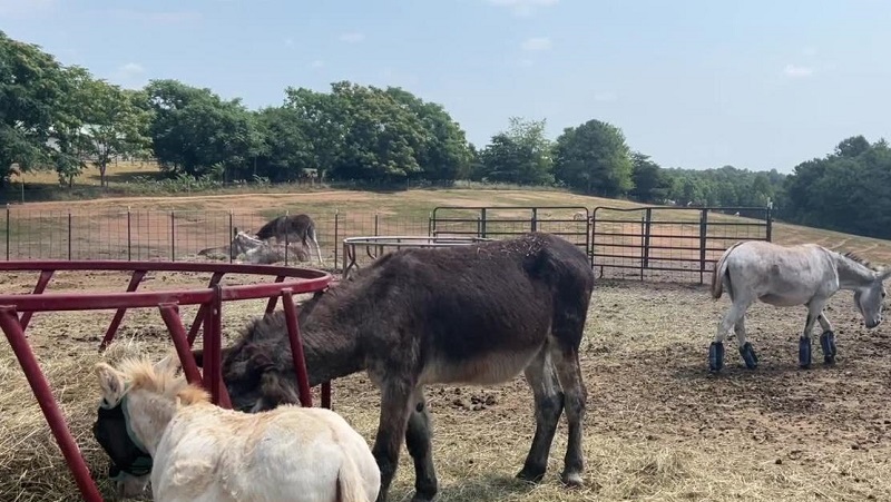 Authorities have taken four horses and a donkey from a property in Orleans County Authorities have taken four horses and a donkey from a property in Orleans County