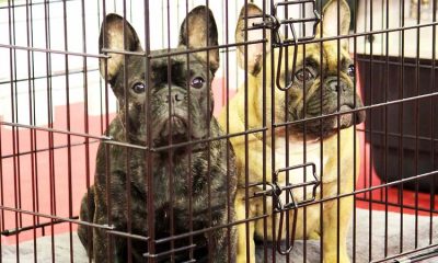 Reaction of a local pet shop to a New York law that prohibits retail pet sales