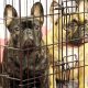 Reaction of a local pet shop to a New York law that prohibits retail pet sales
