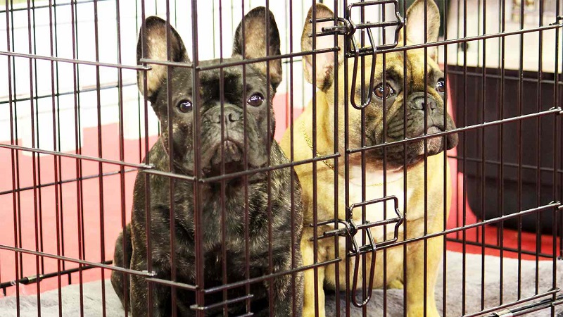 Reaction of a local pet shop to a New York law that prohibits retail pet sales