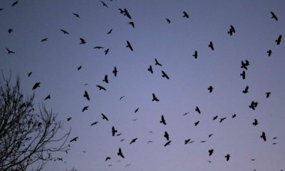 Rochester plans to employ pyrotechnics, loud noises, and lasers to manage large gatherings of crows