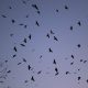 Rochester plans to employ pyrotechnics, loud noises, and lasers to manage large gatherings of crows