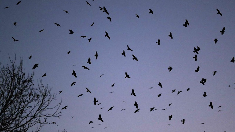 Rochester plans to employ pyrotechnics, loud noises, and lasers to manage large gatherings of crows