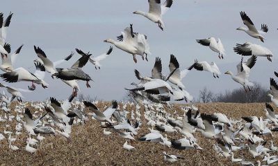 Seneca Lake’s 50 dead snow geese are being examined for avian flu