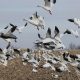 Seneca Lake’s 50 dead snow geese are being examined for avian flu
