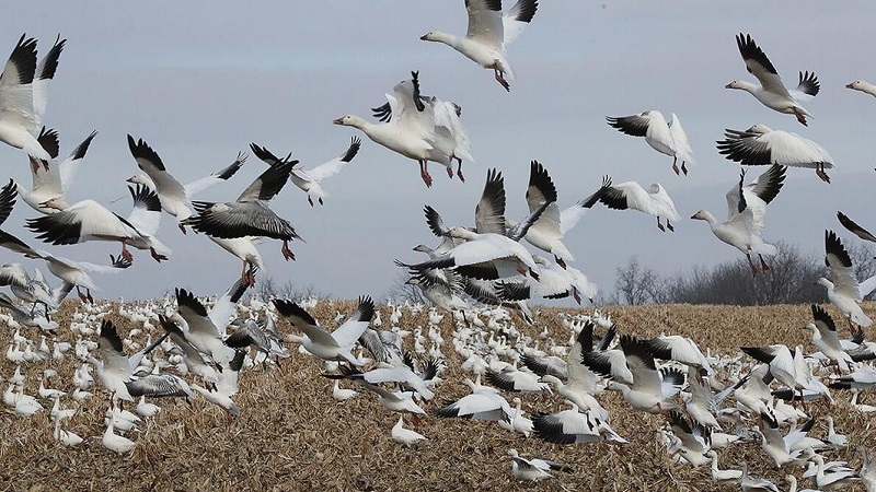 Seneca Lake’s 50 dead snow geese are being examined for avian flu