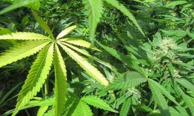 The retail cannabis market in New York reaches  billion
