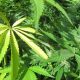 The retail cannabis market in New York reaches  billion