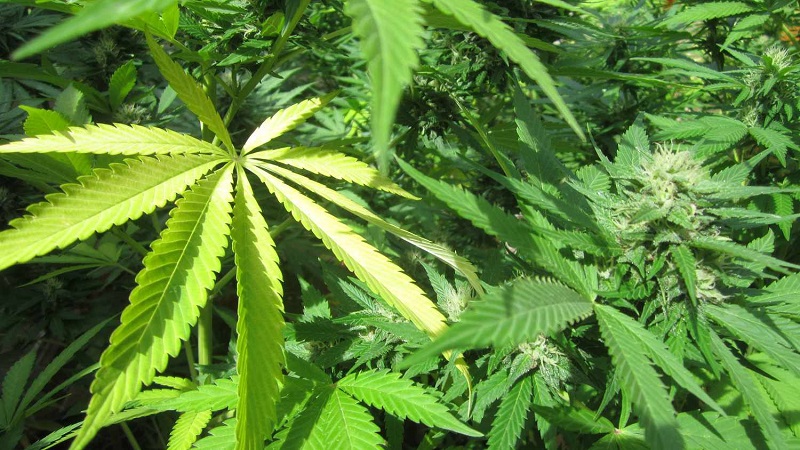 The retail cannabis market in New York reaches  billion