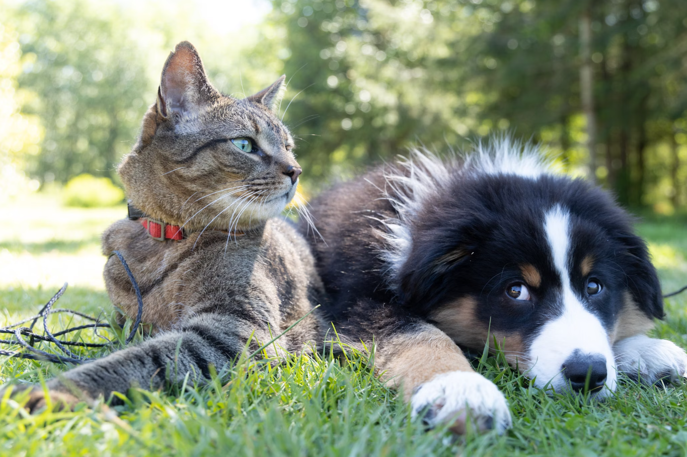 Free rabies shots offered across Monroe County as health department rolls out widespread clinics to reach pet owners in every town and neighborhood